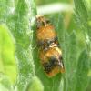 Commophila aeneana